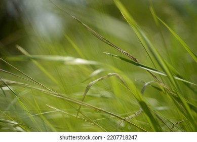 green meadow spikelets field photophone banner 
				spring juicy green grass, spikelet, spikelets of greenery, juicy natural unplowed field, spring Ukrainian juicy meadow, grass, Ukrainian spikelets