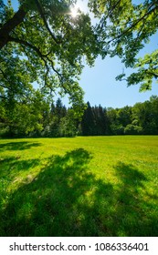 Green meadow in spring 