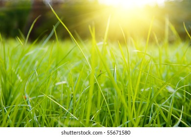 Green meadow in summer sun rays