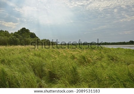 Green meadow. The sun's rays shine on the tall grass. Cloud cover.