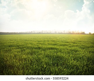 Green meadow under blue sky with clouds 