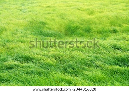 Green Meadow in the wind breeze rural scene day time                              