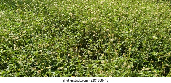 Green Meadows With Beautiful Flowers Spread Out