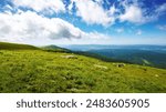 green meadows of carpathian mountain landscape. alpine scenery with stones among lush grass beneath a blue sky with clouds. summer vacations in ukraine