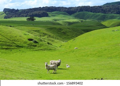 Green meadows with sheep grazing in a beautiful area of Rotorua, New Zealand