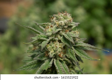 Green Medical Marijuana Plant Flower