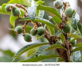 Green medlar fruits on a tree. Close-up . - Powered by Shutterstock