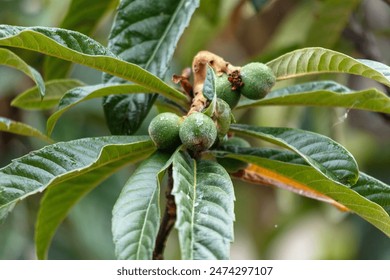 Green medlar fruits on a tree. Close-up . - Powered by Shutterstock