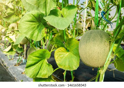 Mush-melon Images, Stock Photos & Vectors | Shutterstock