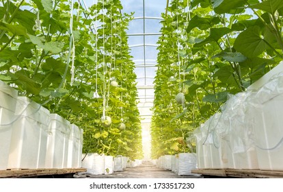 Green melons growing in cultivated greenhouse with natural sunlight