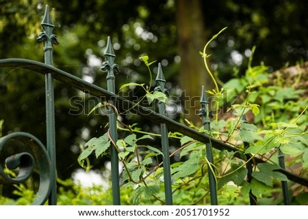 Green metal fence with fleur de lis details overgrown with leaves and greenery surrounded by trees in a rural area near the woods. Private property barrier