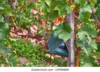 Green Metal Insect Trap On Grape Vine In Late Summer. Used To Monitor And Control Vine Mealybug Infestation. Example Of Bio-rational Pest Control In Vineyard.