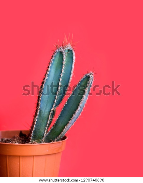 Green Mexican Cactus Decor Pot Over Stock Photo Edit Now 1290740890