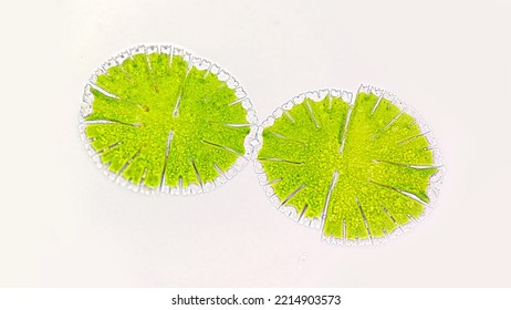 Green microalgae, Micrasterias asexual reproduction via mitosis. The species probably Micrasterias  thomasiana. Image with selective focus - Shutterstock ID 2214903573