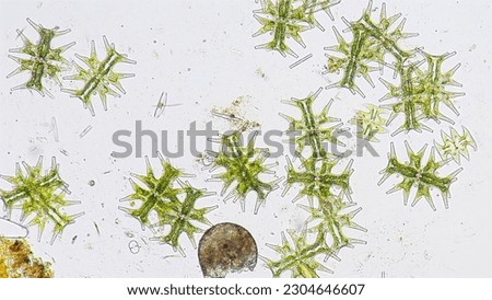 A green microalgae (Micrasterias mahabuleshwarensis) blooming. Phytoplankton blooming. Stacked photo