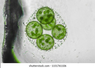 ボルボックス High Res Stock Images Shutterstock