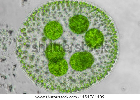 Green micro-algae under microscope, Volvox sp.