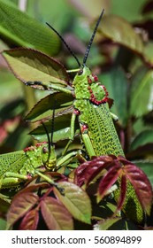 Green Milkweed Locust