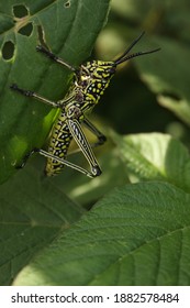 Green Milkweed Locust Nymph, Phymateus Viridipes.