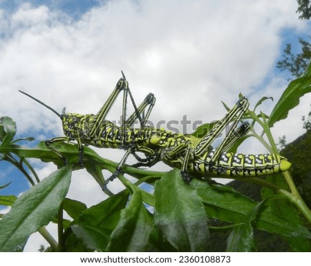 Green Milkwood locust Limpopo South Africa
