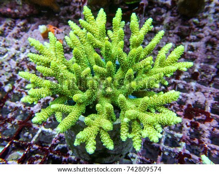 Green Millepora Acropora, SPS hard coral frag in farm