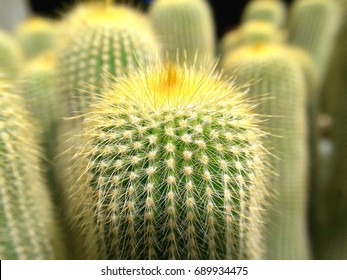 green mini cacti