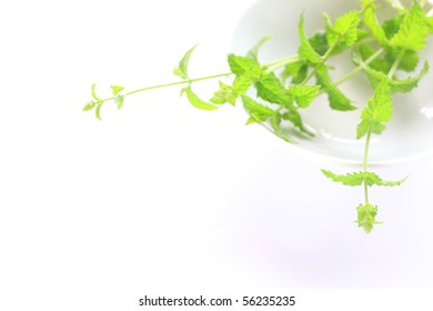 Green Mint