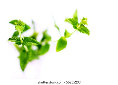 Green Mint
