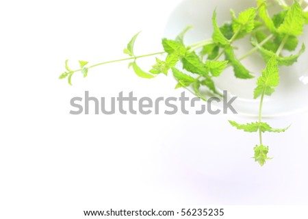 Green Mint