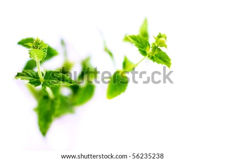Green Mint