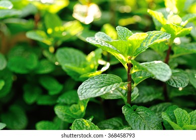 Green Mint Crops In Growth At Garden