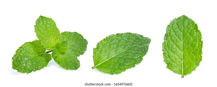 green mint leaf isolated on white background