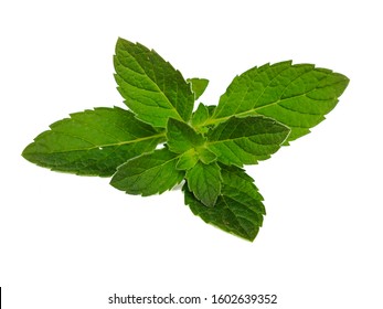 Green Mint Leaf On White Background.