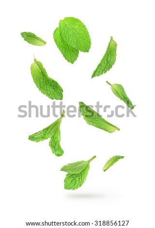 green mint leaves falling in the air isolated on white background