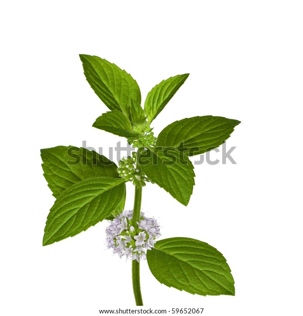 Green Mint Leaves Flowers Isolated On Stock Photo 59652067 | Shutterstock
