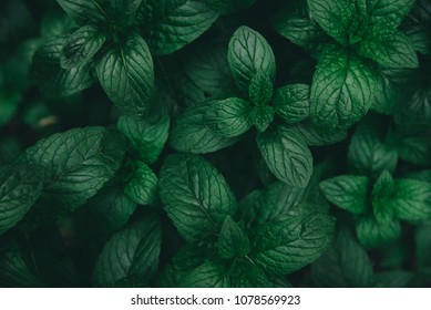 Green mint leaves pattern layout design. Ecology natural creative concept. Top view nature background with spearmint herbs. - Shutterstock ID 1078569923