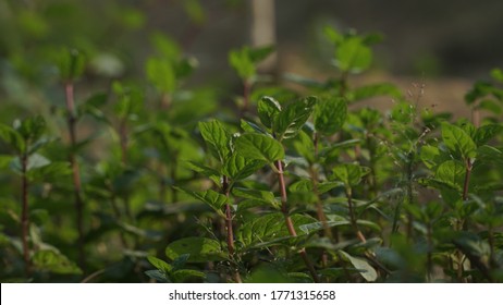 Green Mint Leaves Ready For Plucking