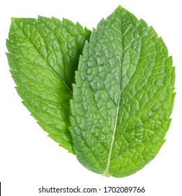 Green mint pepper leaf isolated on white. Fresh mint leaf. Pepper mint clipping path. Full depth of field