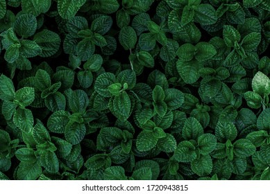 Green Mint Plant Background. Menthol Texture