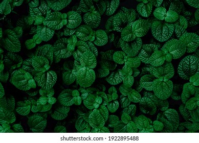 Green Mint Plant Background. Menthol Texture