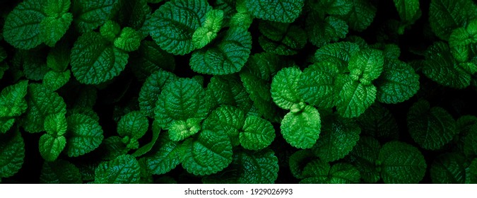 Green Mint Plant Background. Menthol Texture