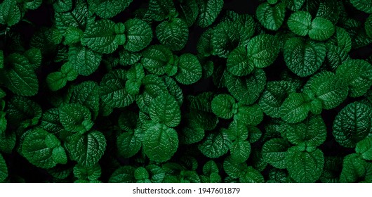 Green Mint Plant Background. Menthol Texture