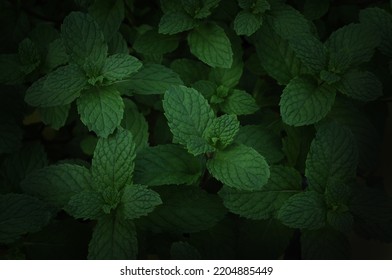 Green Mint Plant Background. Menthol Texture. Mint Leaves Pattern Spearmint Herbs Nature Background. Dark Tone