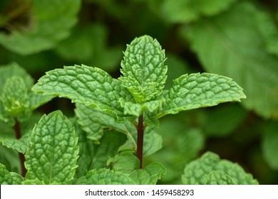 Green Mint Plant Grow Background. Menthol Texture