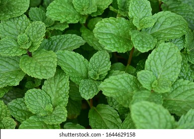 Green Mint Plant Grow Background. Menthol Texture