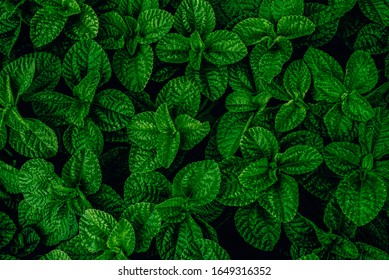 Green Mint Plant Grow Background. Menthol Texture