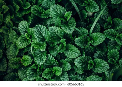 Green Mint Plant Grow Background.  - Shutterstock ID 605663165