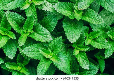 Green Mint Plant Grow Background. Menthol Texture