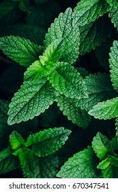 Green Mint Plant Grow Background. Menthol Texture