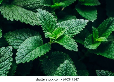 Green Mint Plant Grow Background. Menthol Texture